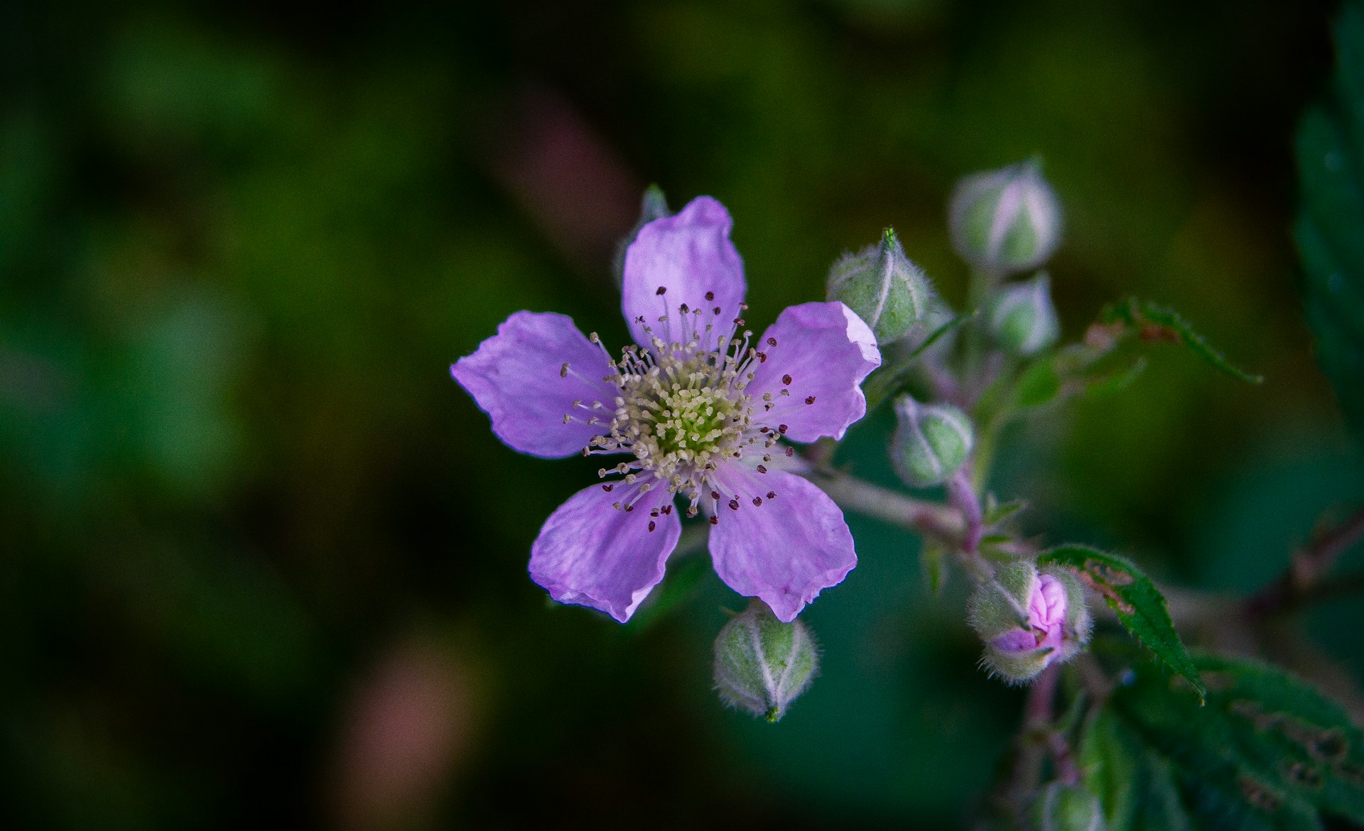 purple flower in tilt shift lens